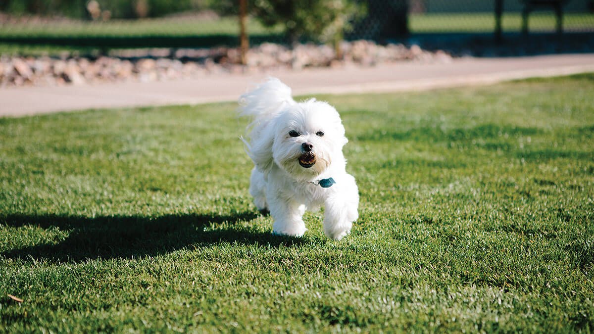 Dog park